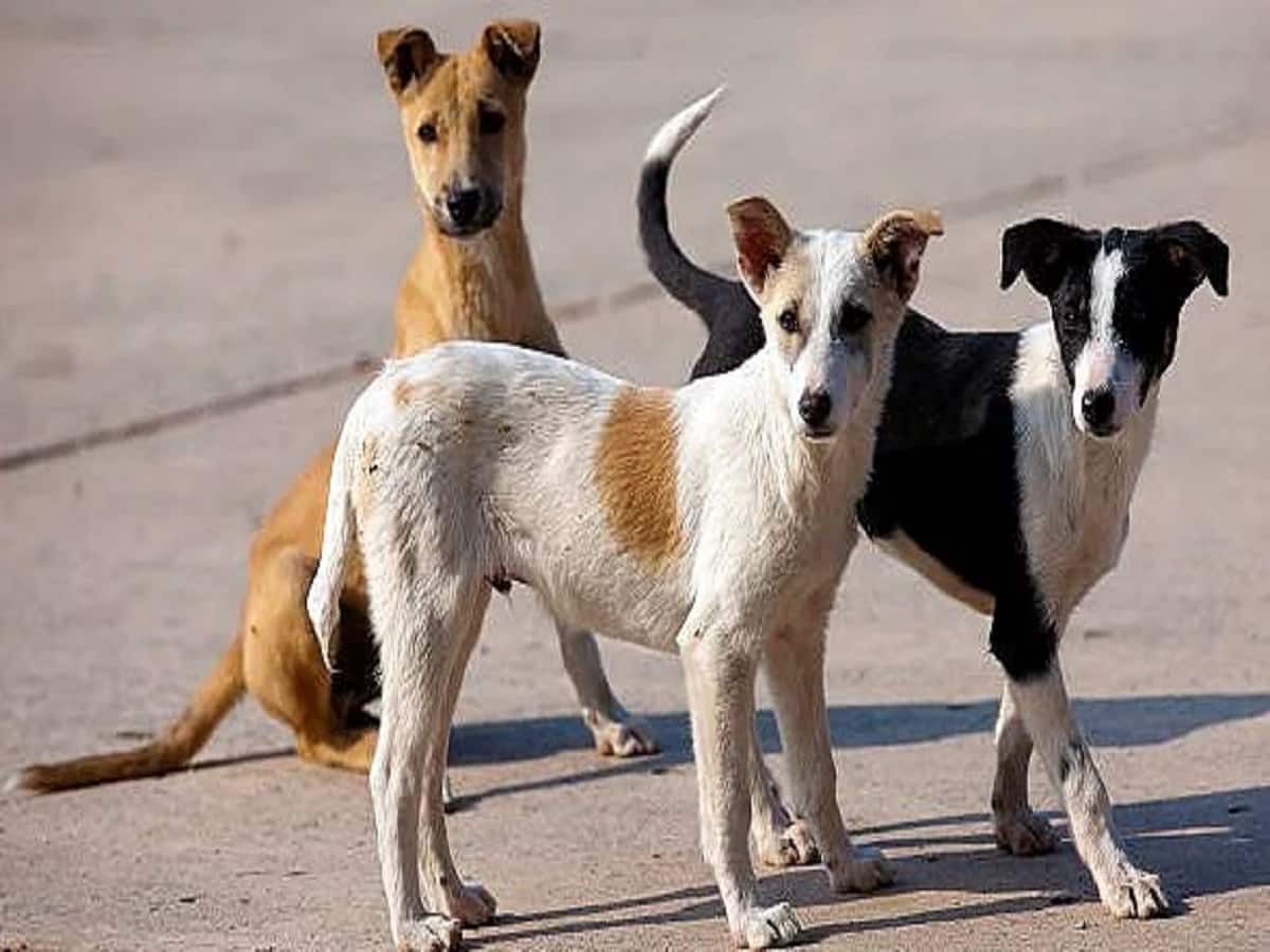 World Rabies Day: DCC Launches Vaccination Drive For Stray Dogs In Delhi